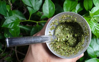 La Yerba Mate y sus propiedades