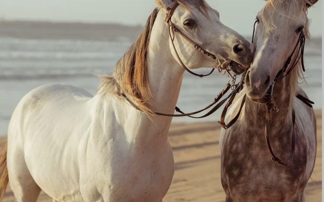 Cavalos na Areia: una experiencia imprescindible en Comporta